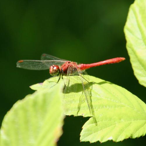 Sympetrum sanguineum